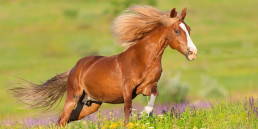 Paard aan het rennen in de zon