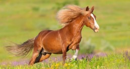 Paard aan het rennen in de zon