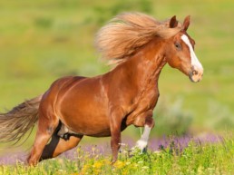 Paard aan het rennen in de zon