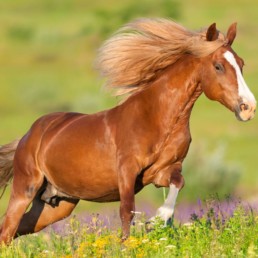 Paard aan het rennen in de zon