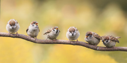 Vogels op een tak in de zomer