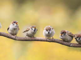 Vogels op een tak in de zomer