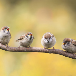 Vogels op een tak in de zomer