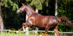 Gezond paard rennend in de zonnige wei