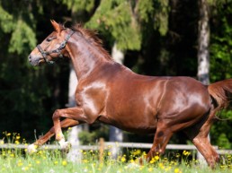 Gezond paard rennend in de zonnige wei