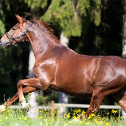Gezond paard rennend in de zonnige wei