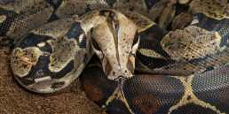 boa-constrictor(1)