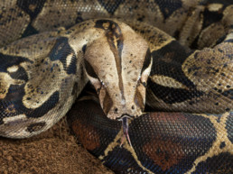 boa-constrictor(1)