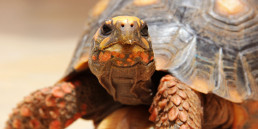 landschildpad(1)