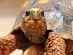 landschildpad(1)