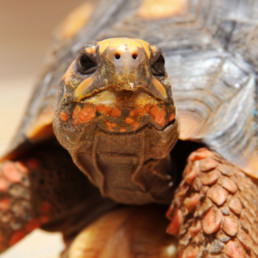 landschildpad(1)