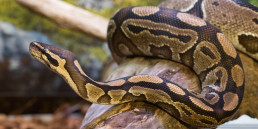 python(1)