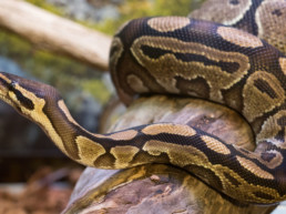 python(1)