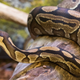 python(1)