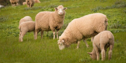 Schapen en lammeren in de wie