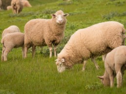 Schapen en lammeren in de wie