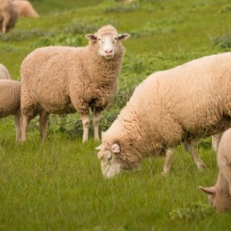 Schapen en lammeren in de wie