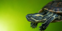 waterschildpad(2)