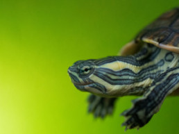 waterschildpad(2)