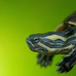 waterschildpad(2)