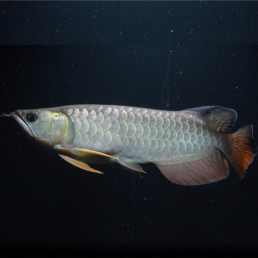 Arowana