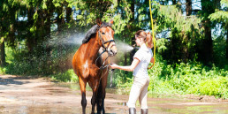 Paard aan het wassen en afkoelen