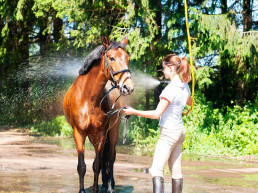 Paard aan het wassen en afkoelen
