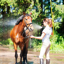 Paard aan het wassen en afkoelen