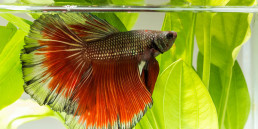 Vakantie aquarium