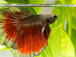 Vakantie aquarium
