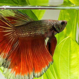 Vakantie aquarium