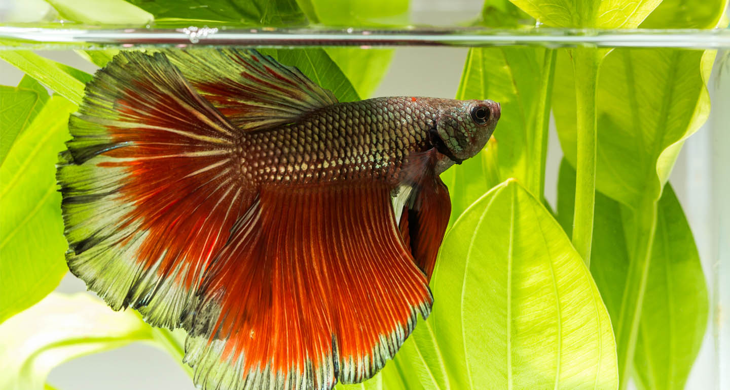 aquarium tijdens de vakantie; vakantievoer & meer Pets Place