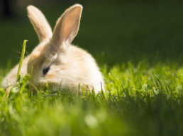 omslagfoto knaagdier en warmte