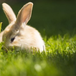 omslagfoto knaagdier en warmte