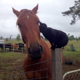 paard en kat vriendschap