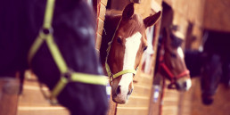 Ongedierte bij paardenstallen