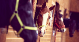 Ongedierte bij paardenstallen