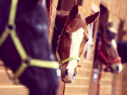 Ongedierte bij paardenstallen