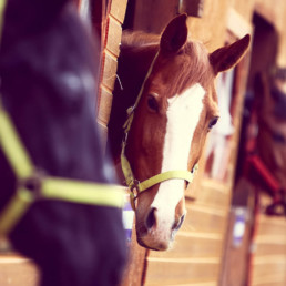 Ongedierte bij paardenstallen