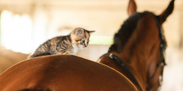 Katje op een paard