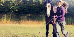 Grondwerk paard