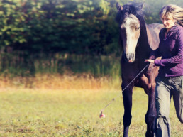 Grondwerk paard