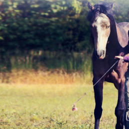 Grondwerk paard