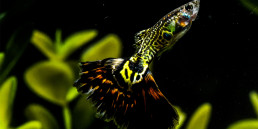 Guppy