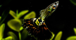 Guppy