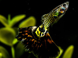 Guppy