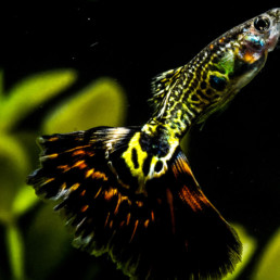 Guppy