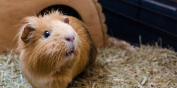 informatie cavia