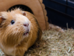informatie cavia