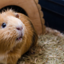 informatie cavia